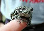 grenouille_arboricole.jpg