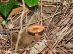 P1570255.jpg