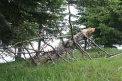 j2-tronc-oursin.JPG