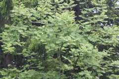 j2-acacias.JPG