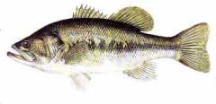 poisson_achigang.jpg