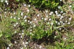 j2-tapis-fleurs-blanche.JPG