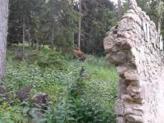 turini-vache-ruine.jpg