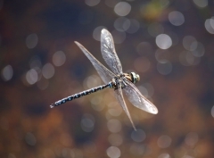 4427118_5_4d7a_les-insectes-comme-cette-libellule-de_4740eb92c6b5a9bdcb60c3e45680e17a.jpg