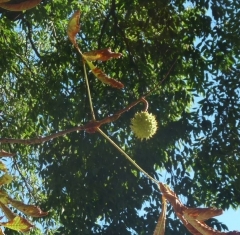 P1440942b.jpg