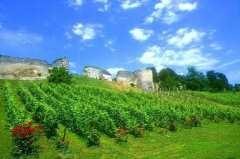 vignoble.jpg