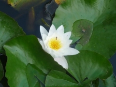 P1600991.jpg