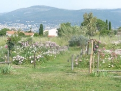 P1600533.jpg