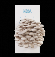 kit-champignons-pleurotes-gris.jpg