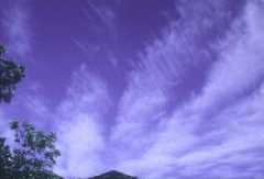 nuage_cirrus_vertebratus.jpg