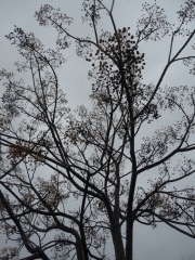 P1470527.JPG