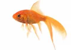 poisson%20rouge.jpg