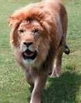 lion.jpg