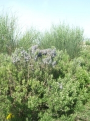 P1650510.jpg