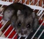hamster.JPG