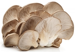 PLEUROTES.jpg