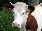 vache.jpg