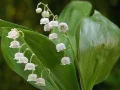 muguet.jpg