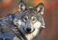 loup.jpg