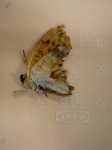 papillon.jpg