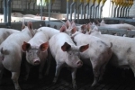 phil hogan,union européenne,crise laitière et porcine