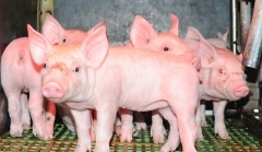 porc-crab-chambre-regionale-agriculture-bretagne-690x400.jpg