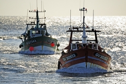 brexit,europe,pêche,pêcheurs,comité national des pêches maritimes,from nord