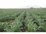 Image note blog pesticide.jpg