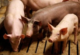 ofrtp-france-agriculteurs-le-foll.jpg