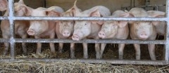 porcs-cochons-agriculture-france-viande-filiere-po-1129530-jpg_1003269.JPG