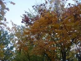 merveille,automne,petits riens