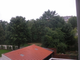 arbres,coupe,champignons.