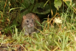 soeur,rat,boulangerie,paris