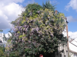 amitié,pivoines,arbres