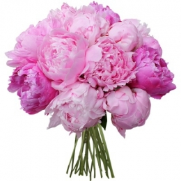 Pivoines 3.jpg