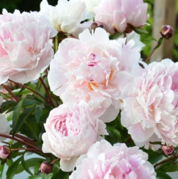 bon marché,pivoines,asperges