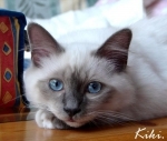 chat, livre, punition, famille