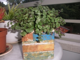 cartes de fidélité,achat,plante,chaine