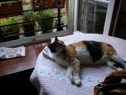 russe,espion,chat
