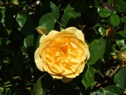 DSCF0375.JPG