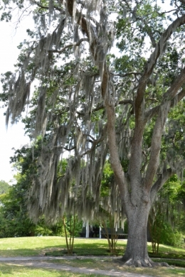 audubon,parc,new,orleans,louisiane,sud,usa,nature,arbres,écureuils,promenade,mousse,espagnole