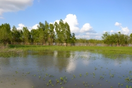 louisiane,plantation,sud,usa,canne,sucre,mississipi,chênes,oak alley