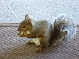 DSCF0347.JPG