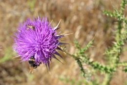 DSC_0104.JPG