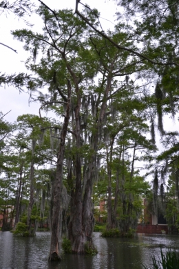 Lafayette,louisiane,université,bayou,cyprès