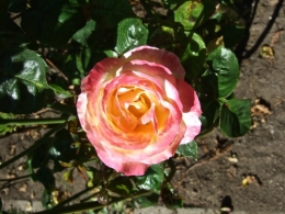 DSCF0376.JPG