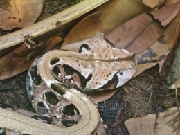 DSCF5490.JPG