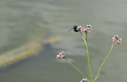 louisiane,i10,abeille,insecte,étang,canne à sucre