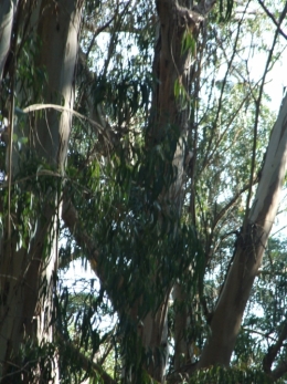 DSCF0250.JPG