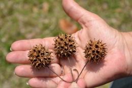 audubon,parc,new,orleans,louisiane,sud,usa,nature,arbres,fruits